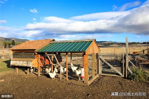 自己養雞|自己雞蛋自己養 養雞指南（上） 